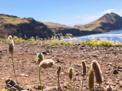 plantago lagopus