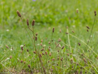 plantago lanceolata