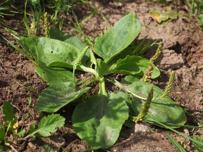 plantago major ssp intermedia