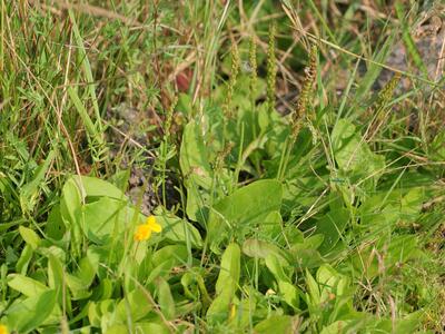 plantago major ssp winteri