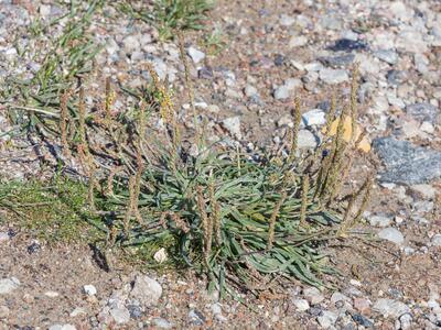 plantago maritima