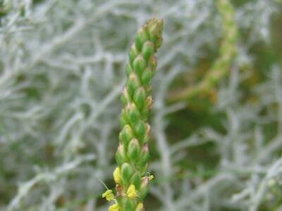 plantago maritima aehre