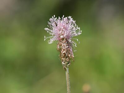 plantago media