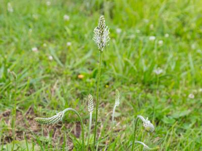 plantago media habitus