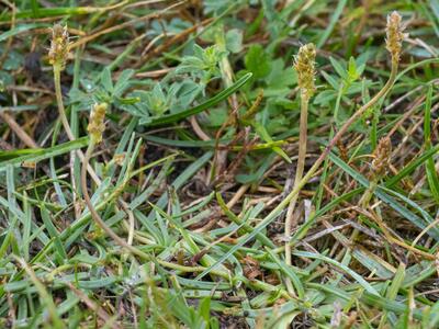 plantago tenuiflora