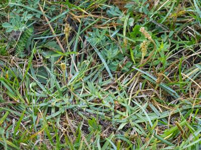 plantago tenuiflora habitus