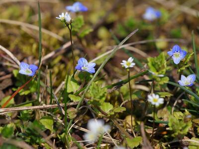 veronica agrestis