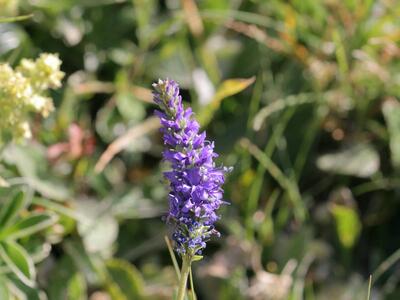 veronica allionii