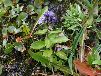 veronica alpina ssp pumila