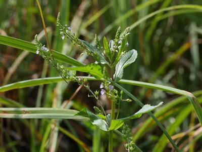 veronica anagallis-aquatica