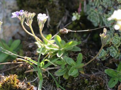 veronica aphylla