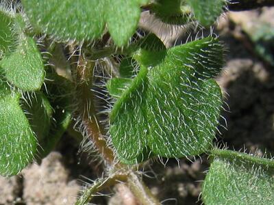 veronica arvensis blatt