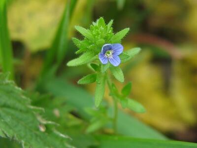 veronica arvensis detail