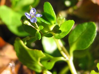 veronica beccabunga