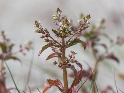 veronica catenata