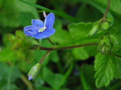 veronica chamaedrys bluete
