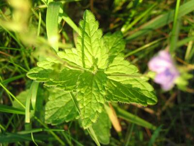 veronica chamaedrys var blatt