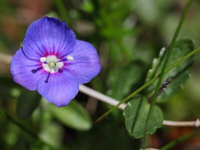veronica fruticans