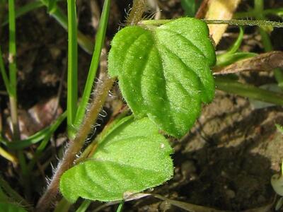 veronica hederifolia blatt