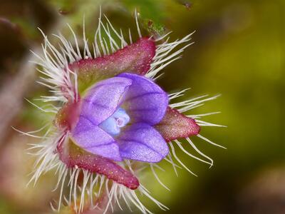 veronica hederifolia bluete