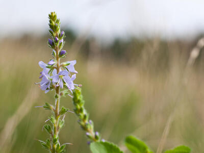 veronica officinalis