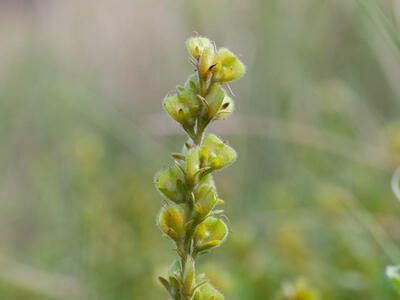 veronica officinalis fruchtstand