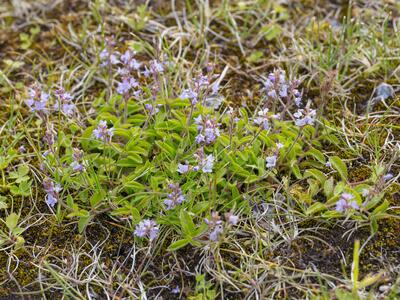 veronica officinalis habitus