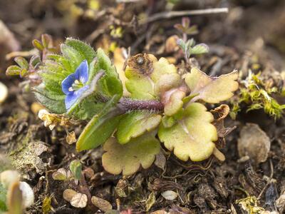 veronica opaca