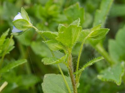 veronica opaca habitus
