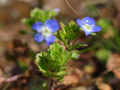 veronica persica