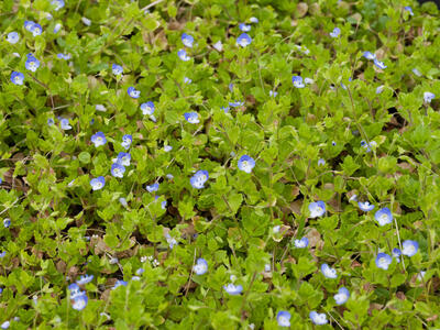 veronica persica habitus