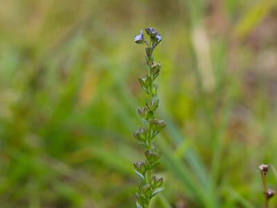 veronica serpyllifolia