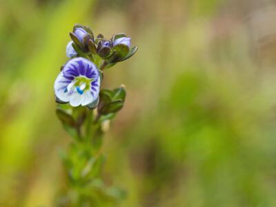 veronica serpyllifolia detail