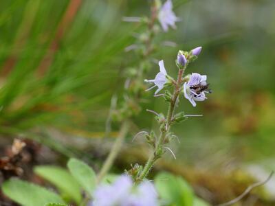 veronica serpyllifolia habitus