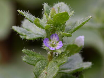 veronica soblobata