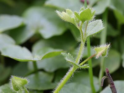 veronica soblobata frucht