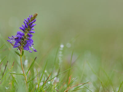 veronica spicata