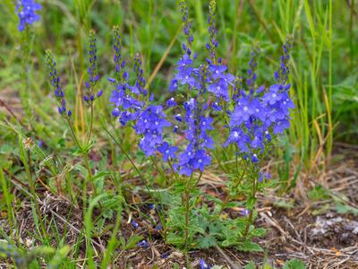 veronica teucrium