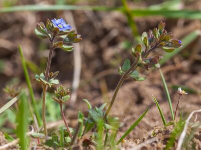 veronica triphyllos
