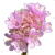 Plumbaginaceae