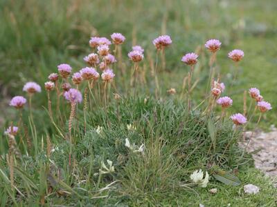 armeria alpina