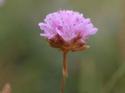 armeria alpina detail