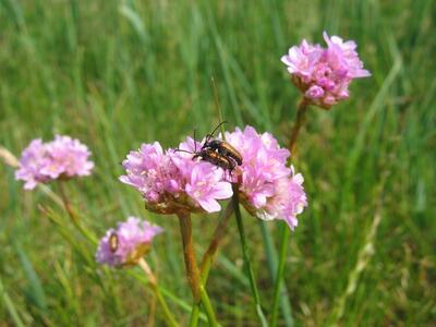 armeria elongata