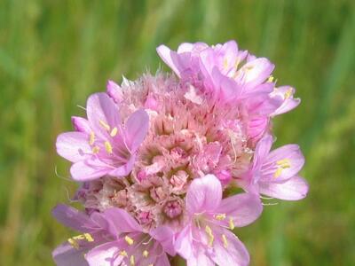 armeria elongata bluete