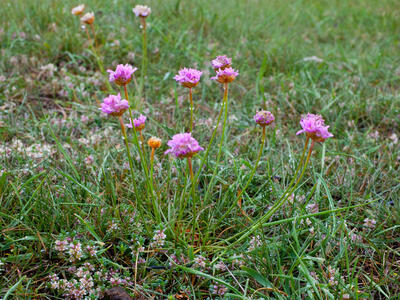 armeria maritima