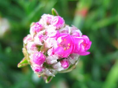 armeria maritima bluete