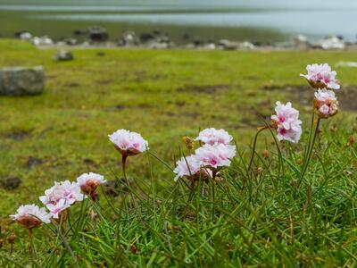 armeria maritima ssp intermedia habitus