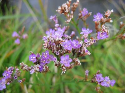 limonium vulgare