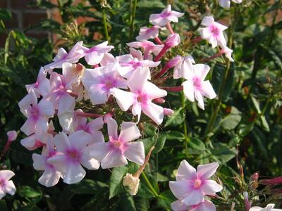 phlox paniculata eva cullum