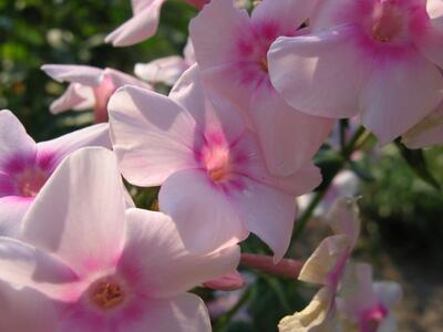 phlox paniculata eva cullum bluete